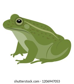 
Common water frog in front of a white background 
