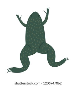 
Common water frog in front of a white background 
