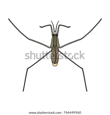 Common water strider. Gerridae. GERRIS LACUSTRIS hand-drawn Sketch of water stride. Mite. water stride isolated on white background. Vector illustration