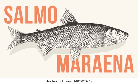 Common Whitefish or better known as Salmo Maraena vector illustration