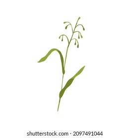 Common wild oat grass. Botanical drawing of green field plant on stem with leaf. Botany flat vector illustration of Avena fatua isolated on white background