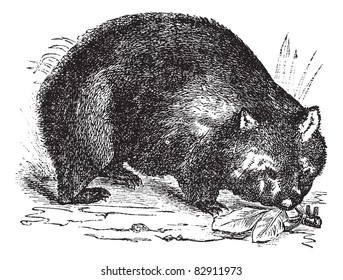 Common wombat or Vombatus ursinus or Coarse-haired wombat or Bare-nosed wombat, vintage engraving. Old engraved illustration of Common wombat in the meadow. Trousset encyclopedia (1886 - 1891).