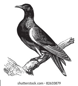 Common Wood Pigeon (Columba palumbus) or Culver, vintage engraved illustration. Common wood Pigeon perched on tree trunk.Trousset encyclopedia (1886 - 1891).