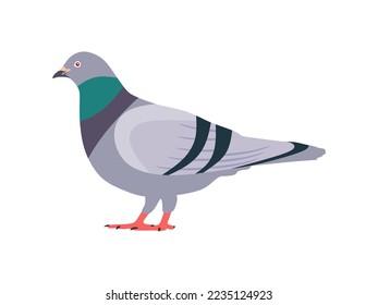 Common wood pigeon seen in Side view - Flat style vector. Cartoon pigeon in flight in flat style. Cute colorful bird Isolated element for design. Common European bird.