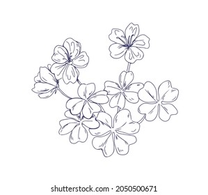 Common wood sorrel, outlined botanical sketchy drawing. Hand-drawn detailed sketch of Oxalis acetosella flower. Black and white engraved floral plant in vintage style. Isolated vector illustration