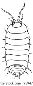 Common woodlouse - a simple monochrome vector drawing