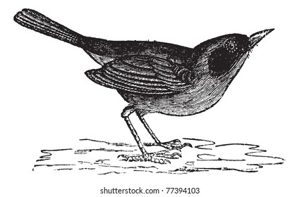 Common Yellowthroat or Geothlypis trichas, vintage engraving. Old engraved illustration of Common Yellowthroat. Trousset Encyclopedia