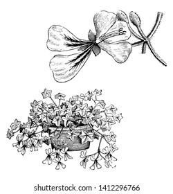 It is commonly grown as an ornamental plant. It is a smaller shrub which can reach 2 m in height, and its branches can be low-lying, spreading, trailing, or climbing, vintage line drawing or engraving