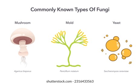 Commonly Known Types of Fungi science vector illustration