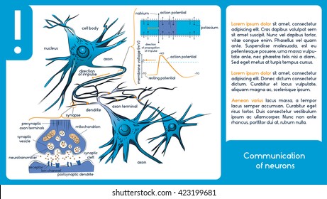 Communication of neurons. 3 Diagrams.