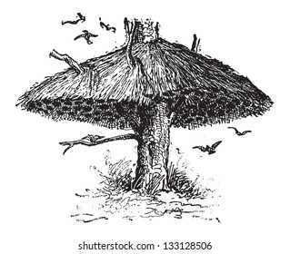Community Nest of the Social Weaver or Philetairus socius, can house over a hundred pairs of birds, vintage engraved illustration. Dictionary of Words and Things - Larive and Fleury - 1895