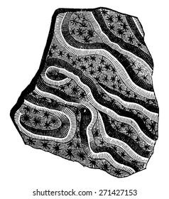 Comoseris vermicularis, vintage engraved illustration. Earth before man 1886.
