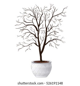Compact domestic tree in ornamental flowerpot dropped leaves isolated on white background. Vector cartoon close-up illustration.