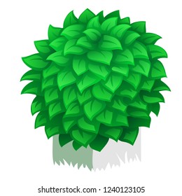 Compact rounded shrub isolated on white background. Vector cartoon close-up illustration.