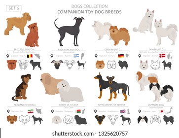 Companion and miniature toy dogs collection isolated on white. Flat style. Different color and country of origin. Vector illustration