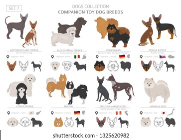 Companion and miniature toy dogs collection isolated on white. Flat style. Different color and country of origin. Vector illustration