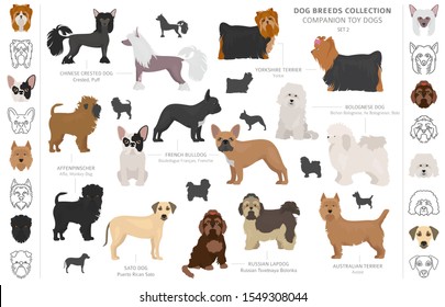 Companion and miniature toy dogs collection isolated on white. Flat style. Different color and country of origin. Vector illustration