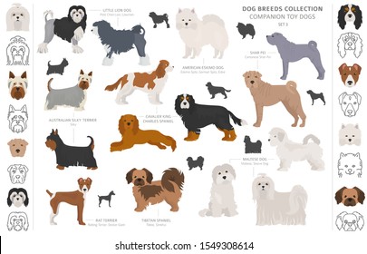 Companion and miniature toy dogs collection isolated on white. Flat style. Different color and country of origin. Vector illustration