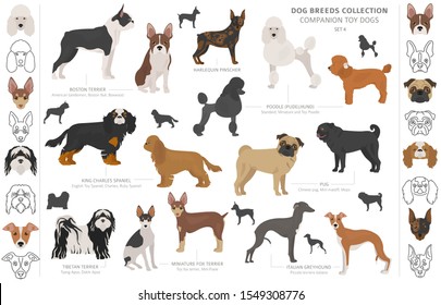 Companion and miniature toy dogs collection isolated on white. Flat style. Different color and country of origin. Vector illustration