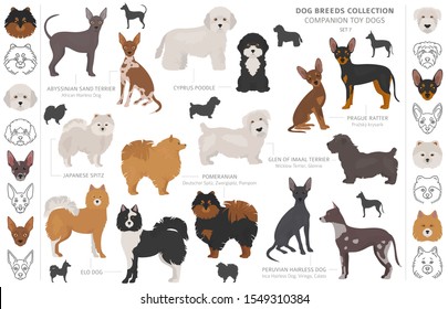 Companion and miniature toy dogs collection isolated on white. Flat style. Different color and country of origin. Vector illustration