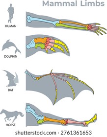 Comparative Anatomy of Mammals limbs illustration - vector