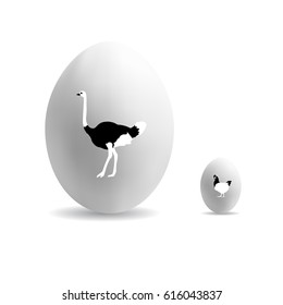 Compare the eggs of chicken and ostrich. Isolated vector illustration.