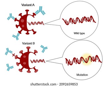 Comparison Of Antibody Binding To SARS-CoV-2 (COVID-19) When Gene Mutation Of Different Variant :Mutation And Wild Type