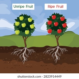 Comparison of apple tree ripening stages. Unripe green and ripe red apples
