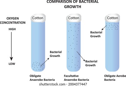 Comparison Of Bacterial Growth Depends On Oxygen Concentration