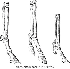 Comparison between the front foot of the horse and of the Hipparion, From the Dictionary of Word and Things, 1888.