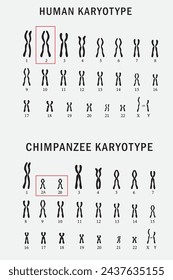 Comparación entre cariotipos humanos y de chimpancé aislados en el fondo. 