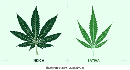 Comparison Between Indica Leaf Sativa Leaf Stock Vector (Royalty Free ...