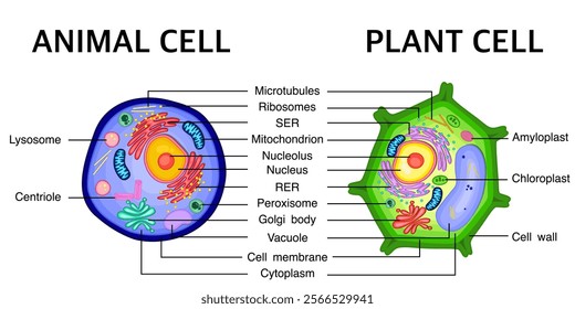 Comparison between structure of Animal cell with Plant cell vector illustration.