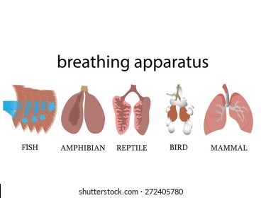 Comparison of breathing apparatus anatomy of vertebrates. vector format illustration.