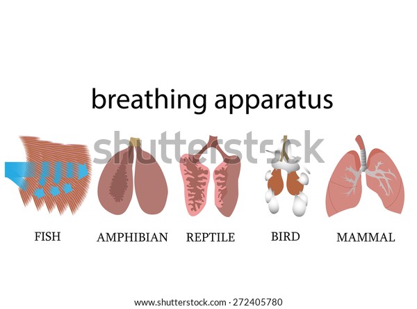Comparison of breathing apparatus anatomy\
of vertebrates. vector format\
illustration.