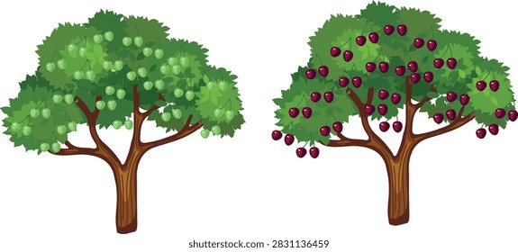 Comparison of cherry tree ripening stages. Unripe green and ripe cherries