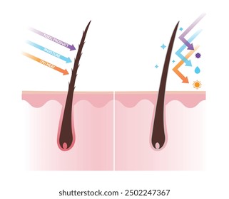 Comparación del tallo del cabello dañado y sano en la Ilustración vectorial de la capa del cuero cabelludo. La cutícula abierta absorbe el calor ultravioleta, la humedad y el producto tóxico, causa daño al cabello. La cutícula cerrada puede reflejarlos.