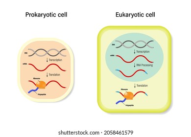 Comparison diagram transcription and translation of Prokaryotic cell with Eukaryotic cell. Genetic code.