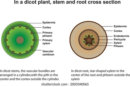 Comparison of dicot root and stem cross section