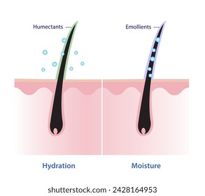 Comparison of hair hydration and hair moisture vector illustration isolated on white background. Humectants attract moisture in to the hair, emollients seal in moisture, deliver long lasting result.