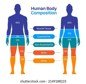 Comparison of healthy male and female body composition. Human body composition chart vector illustration. - Shutterstock ID 2149188223