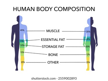 Comparison of healthy male and female body composition. Human body composition chart vector illustration.