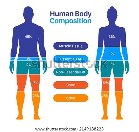 Comparison of healthy male and female body composition. Human body composition chart vector illustration.