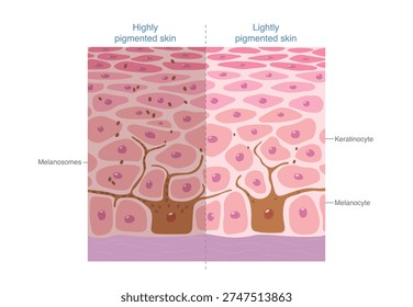 Comparison of highly pigmented and lightly pigmented skin. Melanocytes transfer melanin to surrounding skin cells. Difference skin tone while similar epidermal structure.
