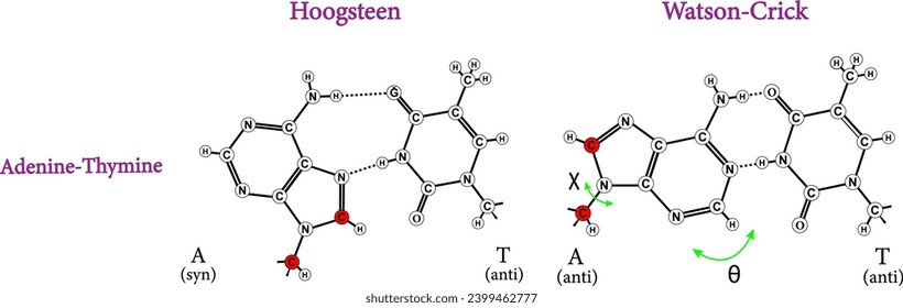 Comparison of Hoogsteen to Watson–Crick base pairs.Vector illustration.