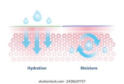 Comparison of hydration and moisture vector illustration. Hydration, process of attracting and absorbing water. Moisture, creation of a seal on the skin to prevent moisture from escaping.