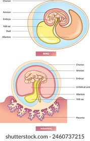 comparison illustration of bird and mammal embryo - Vector