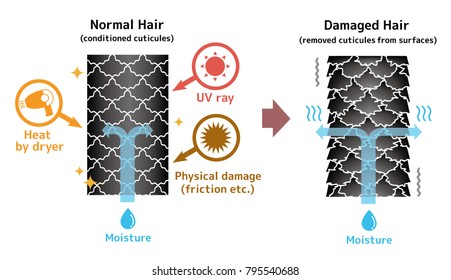 Comparison illustration of healthy hair and damaged hair. 