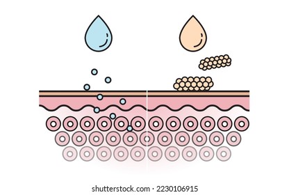 Comparison of the mechanism of nutrient absorption and not absorb skin layer with color and line vector isolated on white background. Skin care and beauty concept. Flat icon illustration.