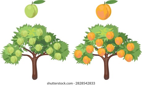 Comparison of peach tree ripening stages. Unripe green and ripe peaches